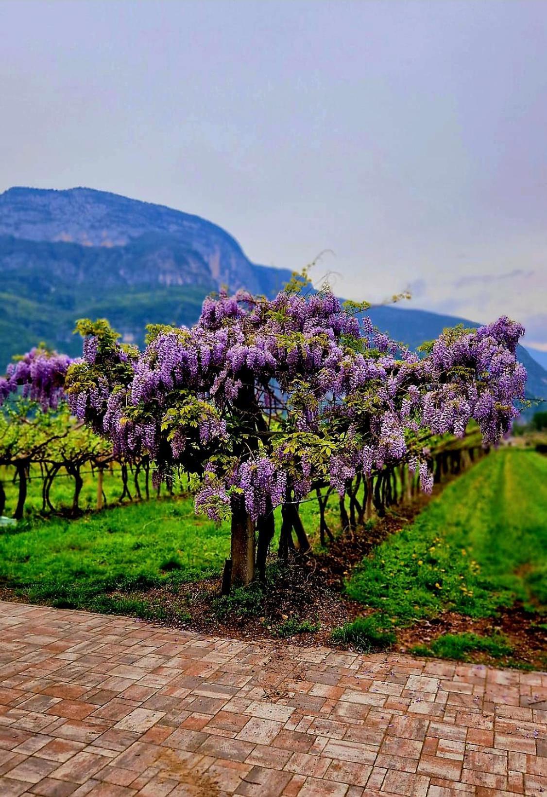 Вилла Antico Fienile Agritur Медзокорона Экстерьер фото